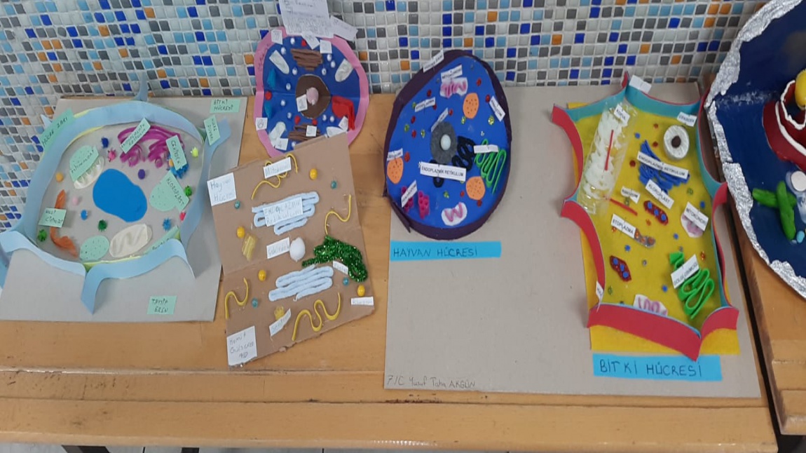7.  Sınıf öğrencilerimiz Bitki ve Hayvan Hücresi Modelleri yaparak okul koridorunda sergiledi.